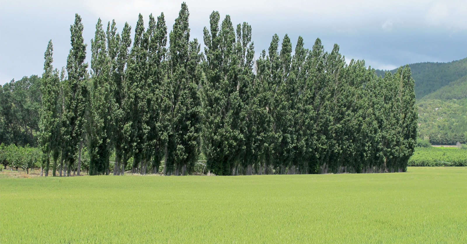 irrigation84_photo_cultures_productions_006_v1