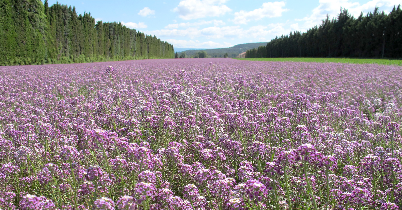 irrigation84_photo_cultures_productions_048_v1