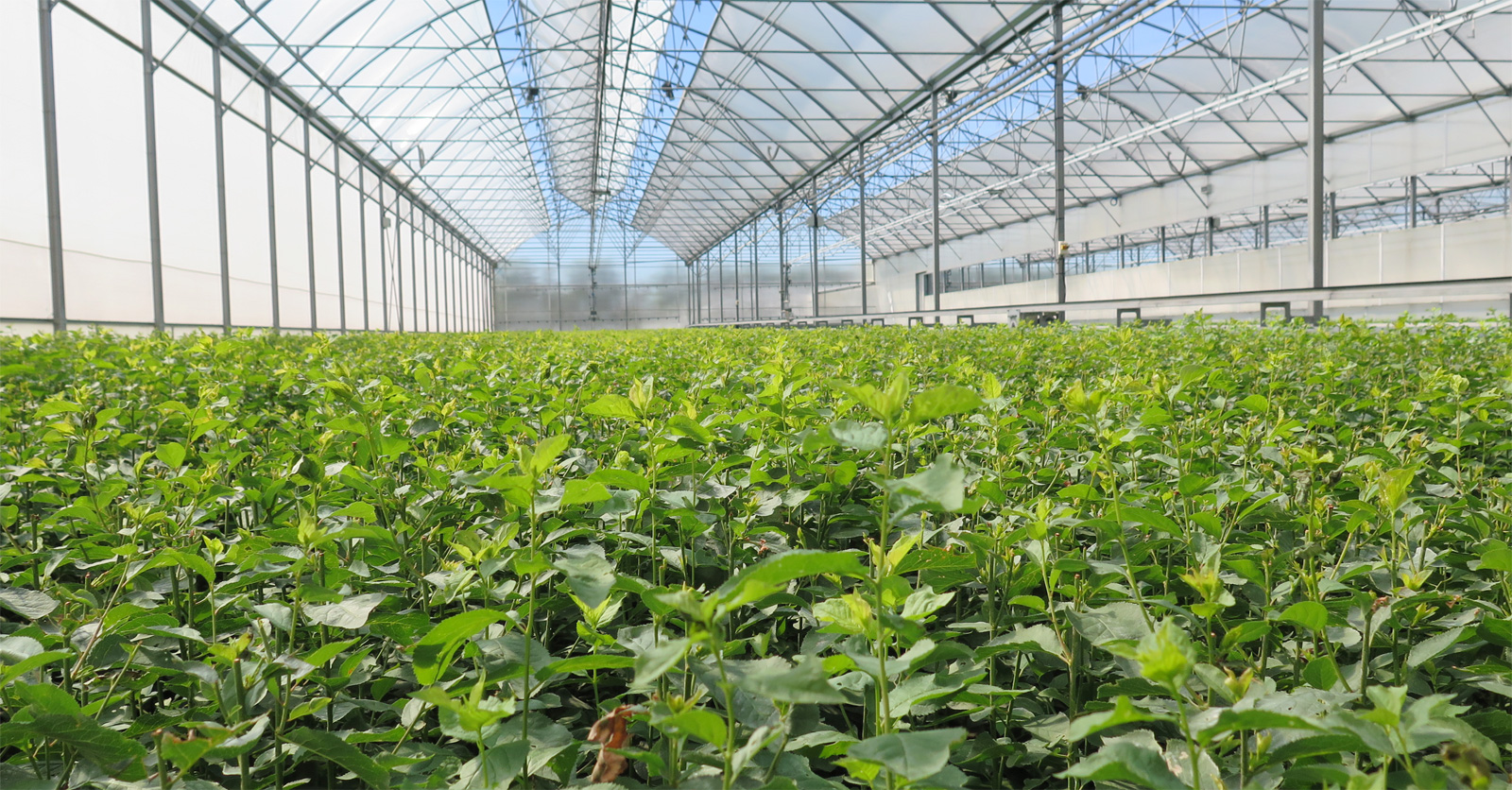 irrigation84_photo_cultures_productions_083_v1