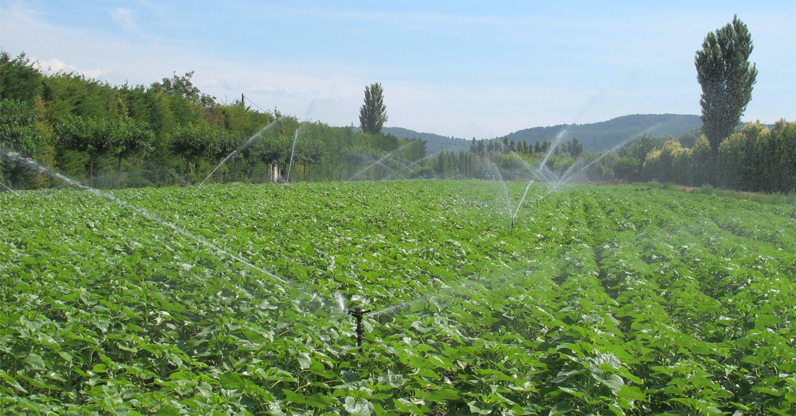 irrigation84_photo_irrigation_020_v1