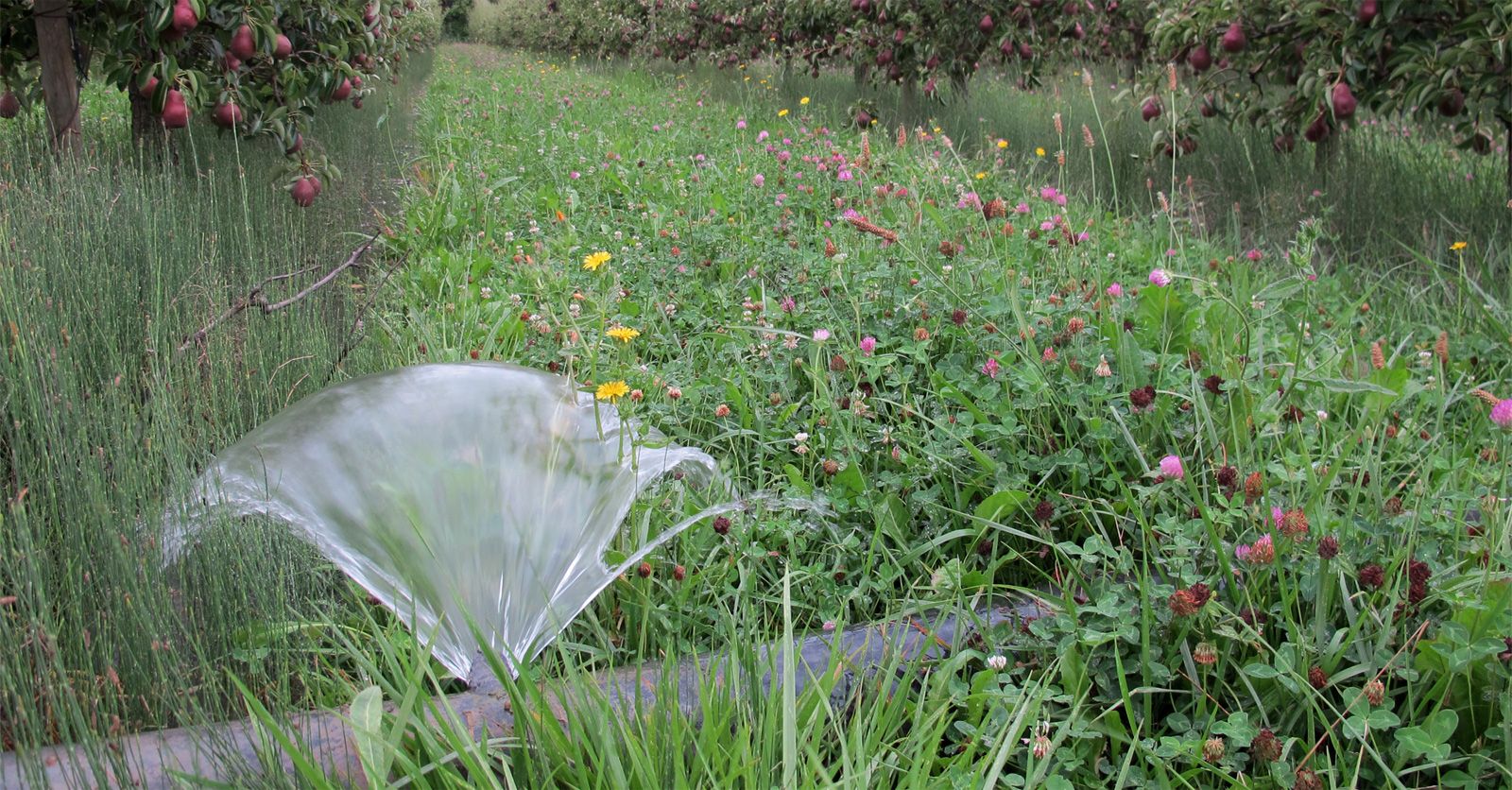 irrigation84_photo_irrigation_019_v1