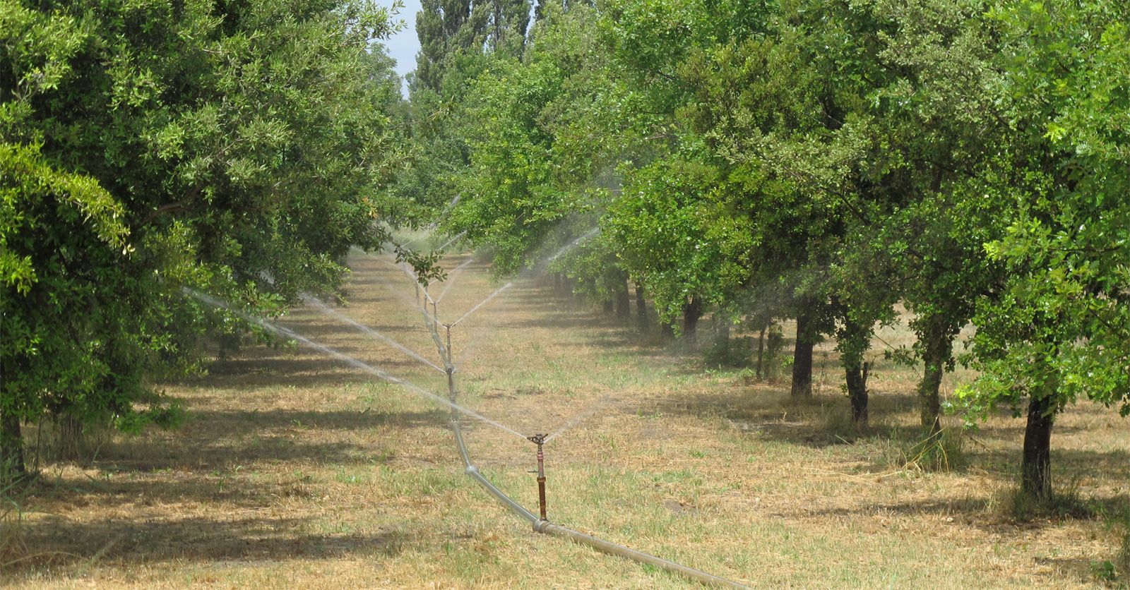 irrigation84_photo_irrigation_022_v1