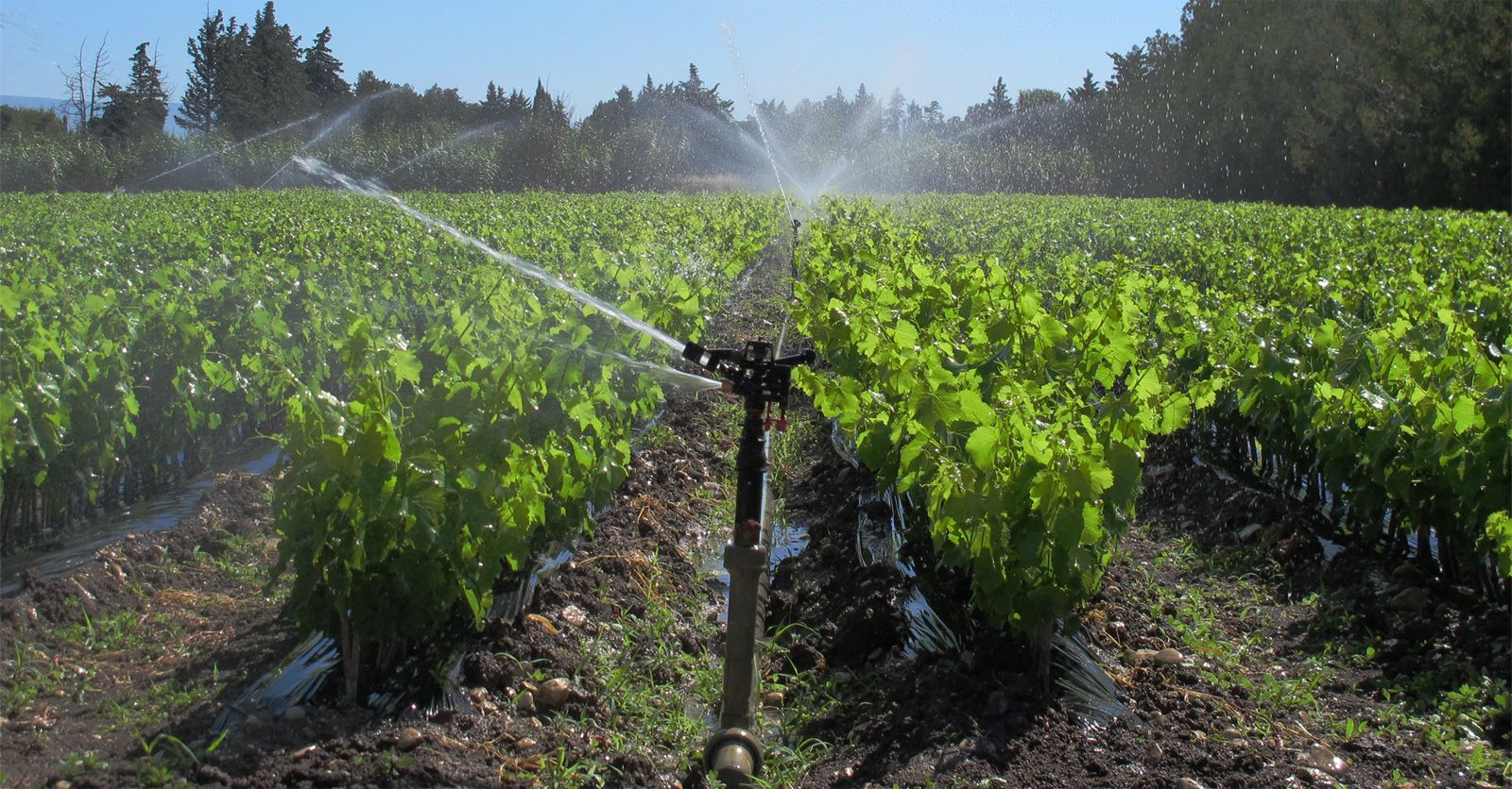 irrigation84_photo_irrigation_021_v1