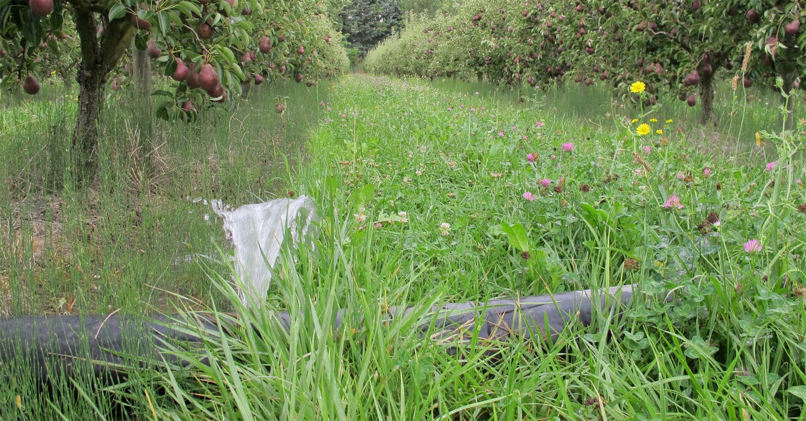 irrigation84_photo_irrigation_018_v1